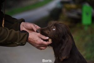 Boris 5